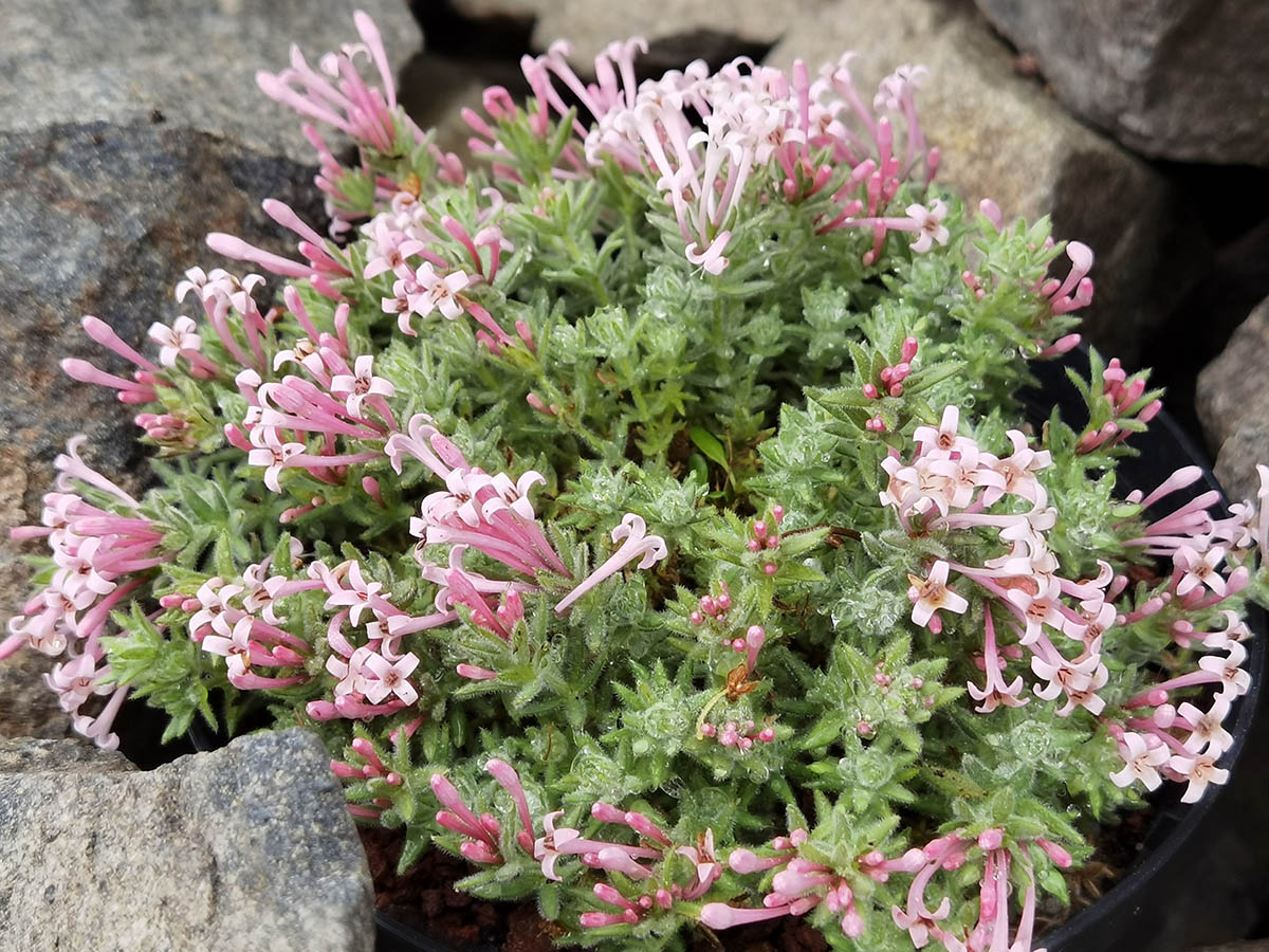Asperula arcadiensis 5